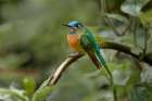 Female Long-tailed sylph-Ecuador Art Print